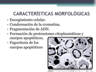 CARACTERÍSTICAS MORFOLÓGICAS Encogimiento celular. Condensación de la cromatina. Fragmentación de ADN. Formación de protrusiones citoplasmáticas y cuerpos apoptóticos. Fagocitosis de los cuerpos apoptóticos 