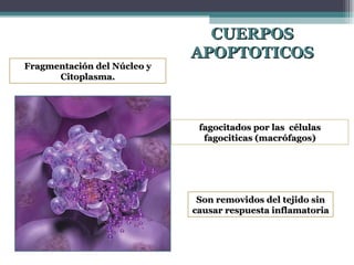 CUERPOS APOPTOTICOS Fragmentación del Núcleo y Citoplasma. fagocitados por las  células fagociticas (macrófagos) Son removidos del tejido sin causar respuesta inflamatoria  