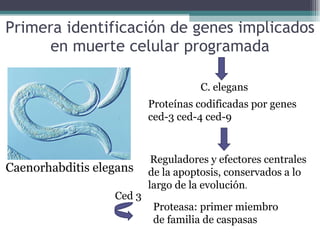 Primera identificación de genes implicados en muerte celular programada Caenorhabditis elegans C. elegans Proteínas codificadas por genes  ced-3 ced-4 ced-9 Reguladores y efectores centrales de la apoptosis, conservados a lo largo de la evolución .  Ced 3  Proteasa: primer miembro de familia de caspasas   