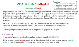 APOPTOSIS & CANCER
1010–1011 cells in the human body die every day by apoptosis. Self reacting T lymphocytes are
eliminated by apoptosis. Apoptosis appears to be involved in neurodegenerative diseases
CED-3 gene product play a crucial role in the process of apoptosis in C.elegans.
In mammals Apoptosis associated intracellular proteases are called CASPASES.
These proteases have a cysteine at their active site and cleave their target proteins at specific aspartic
acids; they are therefore called caspases (c for cysteine and asp for aspartic acid).
In programmed cell death, the cell surface often bulges outward and, it breaks up into membrane-enclosed
fragments called apoptotic bodies. The surface of the cell or apoptotic bodies becomes chemically altered,
so that macrophage rapidly engulfs them, before they can spill their contents. In contrast to apoptosis,
Necrotic cells swell and burst, spilling their contents over their neighbors and eliciting an inﬂammatory
response.
Apoptosis vs Necrosis
CASPASES
1
References:
1. Albert, Molecular –cell biology 6th ed.
2. Karp, cell & molecular biology 7th ed.
3. Cooper, the cell 8th ed.
4. Lodish, molecular cell biology 6th ed.
 
