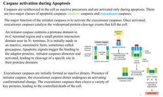 Apoptosis and CANCER biology 2020.pdf