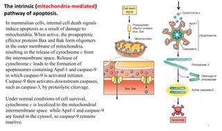 Apoptosis and CANCER biology 2020.pdf