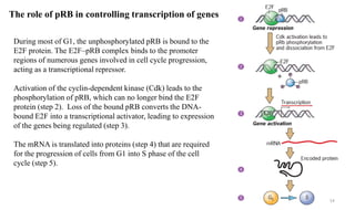 The role of pRB in controlling transcription of genes
During most of G1, the unphosphorylated pRB is bound to the
E2F prot...