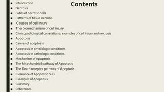 APOPTOSIS AND NECROSIS.pptx
