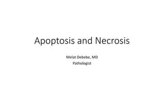 Apoptosis and Necrosis
Melat Debebe, MD
Pathologist
 
