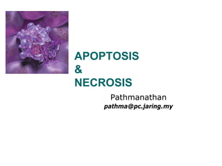Apoptosis And Necrosis - Year 1