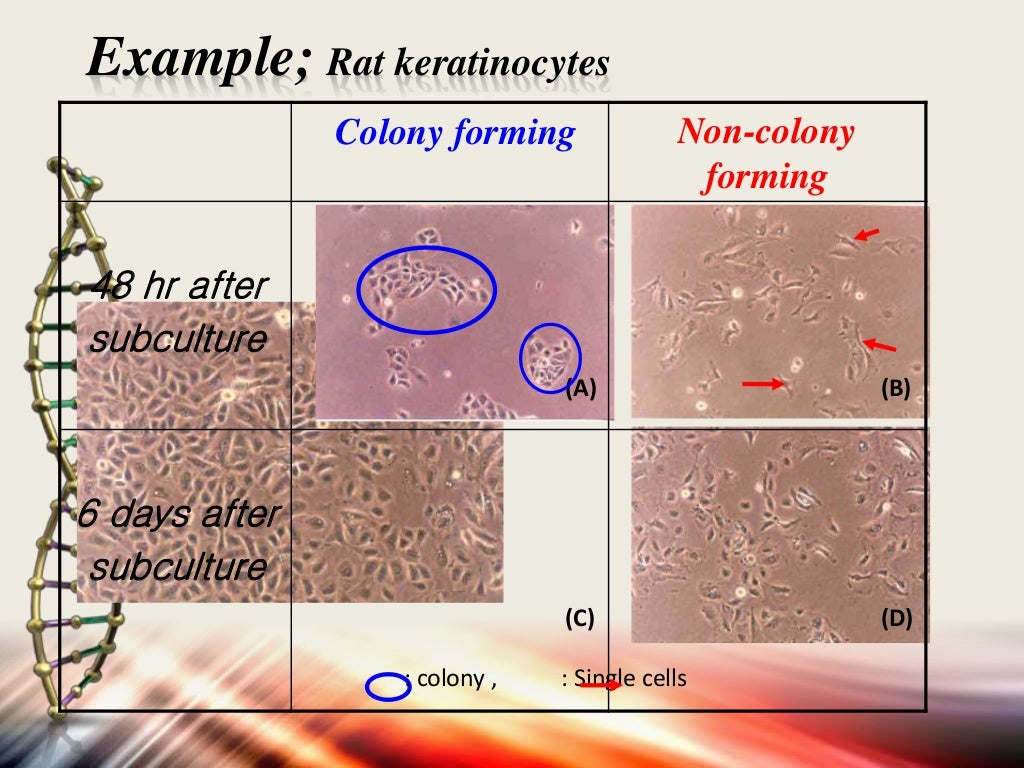 Apoptosis assays detection and methods