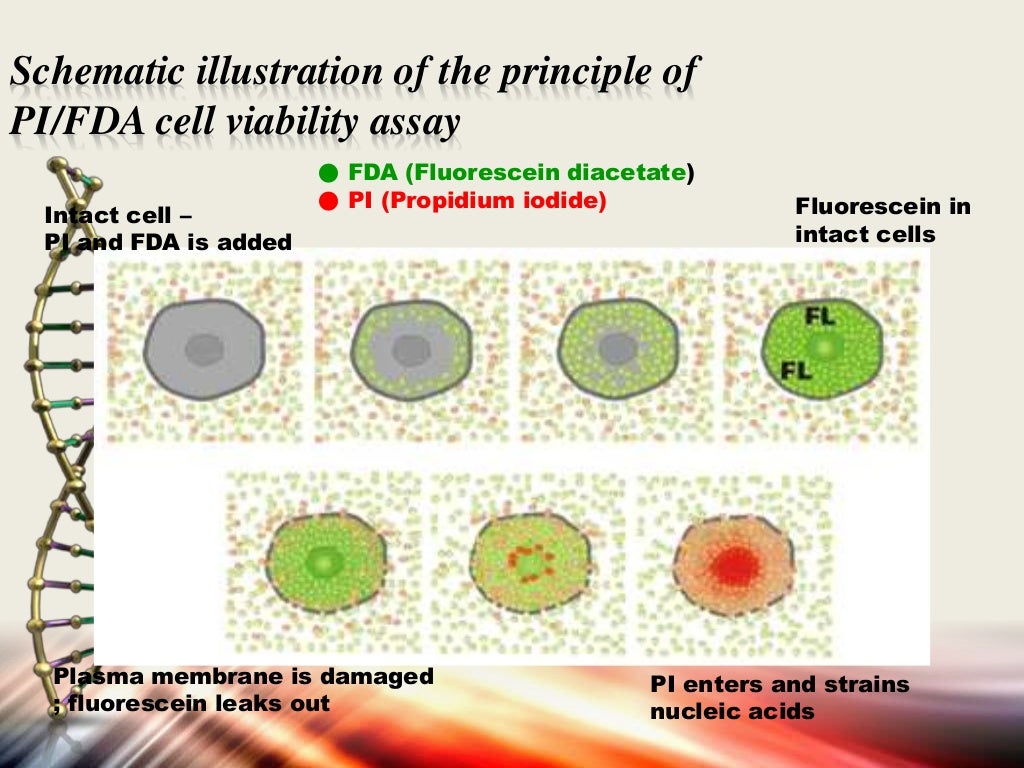 Apoptosis assays detection and methods