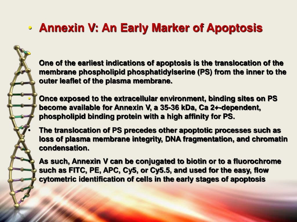 Apoptosis assays detection and methods