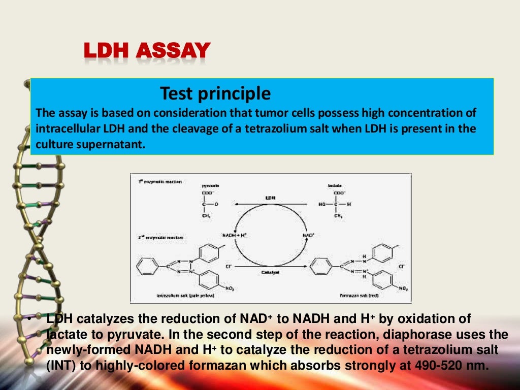Apoptosis assays detection and methods