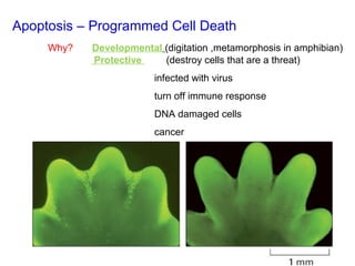 Apoptosis – Programmed Cell Death
Why? Developmental (digitation ,metamorphosis in amphibian)
Protective (destroy cells that are a threat)
infected with virus
turn off immune response
DNA damaged cells
cancer
 