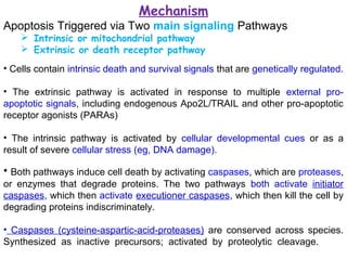 Mechanism
Apoptosis Triggered via Two main signaling Pathways
 Intrinsic or mitochondrial pathway
 Extrinsic or death receptor pathway
• Cells contain intrinsic death and survival signals that are genetically regulated.
• The extrinsic pathway is activated in response to multiple external pro-
apoptotic signals, including endogenous Apo2L/TRAIL and other pro-apoptotic
receptor agonists (PARAs)
• The intrinsic pathway is activated by cellular developmental cues or as a
result of severe cellular stress (eg, DNA damage).
• Both pathways induce cell death by activating caspases, which are proteases,
or enzymes that degrade proteins. The two pathways both activate initiator
caspases, which then activate executioner caspases, which then kill the cell by
degrading proteins indiscriminately.
• Caspases (cysteine-aspartic-acid-proteases) are conserved across species.
Synthesized as inactive precursors; activated by proteolytic cleavage.
 