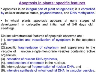 Apoptosis in plants: specific features
• Apoptosis is an integral part of plant ontogenesis; it is controlled
by cellular oxidative status, phytohormones, and DNA methylation.
• In wheat plants apoptosis appears at early stages of
development in coleoptile and initial leaf of 5-6 days old
seedlings.
Distinct ultrastructural features of apoptosis observed are :
(1). compaction and vacuolization of cytoplasm in the apoptotic
cell,
(2).specific fragmentation of cytoplasm and appearance in the
vacuole of unique single-membrane vesicles containing active
organelles,
(3). cessation of nuclear DNA synthesis,
(4). condensation of chromatin in the nucleus,
(5). internucleosomal fragmentation of nuclear DNA, and
(6). intensive synthesis of mitochondrial DNA in vacuolar vesicles.
 