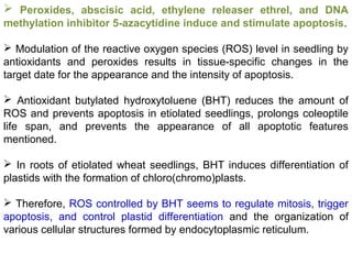  Peroxides, abscisic acid, ethylene releaser ethrel, and DNA
methylation inhibitor 5-azacytidine induce and stimulate apoptosis.
 Modulation of the reactive oxygen species (ROS) level in seedling by
antioxidants and peroxides results in tissue-specific changes in the
target date for the appearance and the intensity of apoptosis.
 Antioxidant butylated hydroxytoluene (BHT) reduces the amount of
ROS and prevents apoptosis in etiolated seedlings, prolongs coleoptile
life span, and prevents the appearance of all apoptotic features
mentioned.
 In roots of etiolated wheat seedlings, BHT induces differentiation of
plastids with the formation of chloro(chromo)plasts.
 Therefore, ROS controlled by BHT seems to regulate mitosis, trigger
apoptosis, and control plastid differentiation and the organization of
various cellular structures formed by endocytoplasmic reticulum.
 