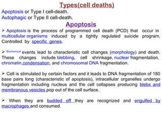 Types(cell deaths)
Apoptosis or Type I cell-death.
Autophagic or Type II cell-death.
Apoptosis
 Apoptosis is the process of programmed cell death (PCD) that occur in
multicellular organisms induced by a tightly regulated suicide program,
Controlled by specific genes.
 Biochemical
events lead to characteristic cell changes (morphology) and death.
These changes include blebbing, cell shrinkage, nuclear fragmentation,
chromatin condensation, and chromosomal DNA fragmentation.
 Cell is stimulated by certain factors and it leads to DNA fragmentation of 180
base pairs long (characteristic of apoptosis), intracellular organelles undergo
fragmentation including nucleus and the cell collapses producing blebs and
membranous vesicles pop out of the cell surface.
 When they are budded off they are recognized and engulfed by
macrophages and consumed.
 