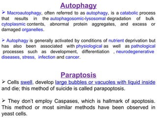 Autophagy
 Macroautophagy, often referred to as autophagy, is a catabolic process
that results in the autophagosomic-lysosomal degradation of bulk
cytoplasmic contents, abnormal protein aggregates, and excess or
damaged organelles.
 Autophagy is generally activated by conditions of nutrient deprivation but
has also been associated with physiological as well as pathological
processes such as development, differentiation , neurodegenerative
diseases, stress, infection and cancer.
Paraptosis
 Cells swell, develop large bubbles or vacuoles with liquid inside
and die; this method of suicide is called parapoptosis.
 They don’t employ Caspases, which is hallmark of apoptosis.
This method or most similar methods have been observed in
yeast cells.
 