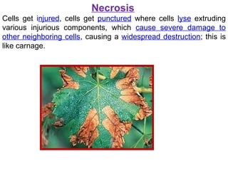 Necrosis
Cells get injured, cells get punctured where cells lyse extruding
various injurious components, which cause severe damage to
other neighboring cells, causing a widespread destruction; this is
like carnage.
 