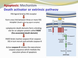 APOPTOSIS by dr Alfarah.pptx