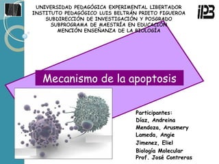 Mecanismo de la apoptosis Participantes: Díaz, Andreina Mendoza, Arusmery Lameda, Angie Jimenez, Eliel Biología Molecular Prof. José Contreras 