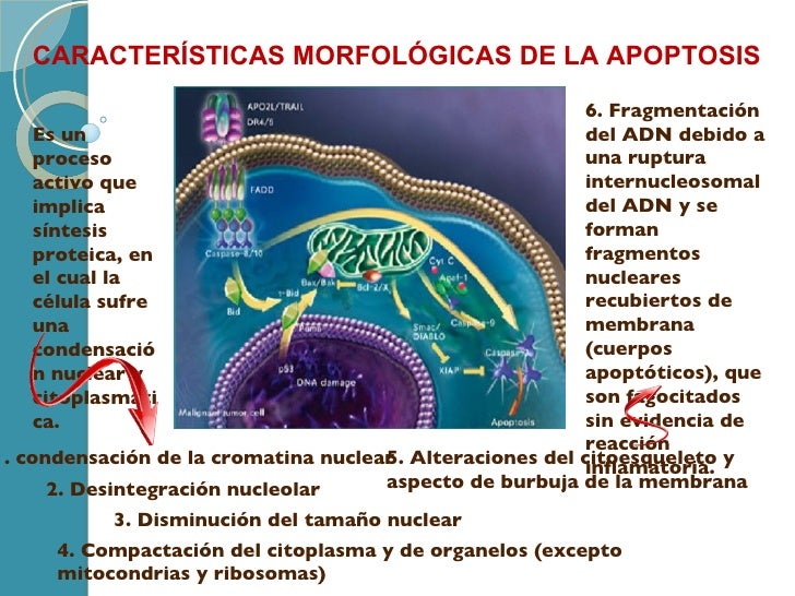 Apoptosis