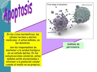 Apoptosis Señales de pervivencia  En los ciclos metabólicos, las células reciben y emiten moléculas. A estas señales, se las denomina  son las responsables de mantener a la unidad biológica en un estado óptimo. En las comunicaciones celulares, estas señales están encaminadas a informar a la población celular cuando el medio no es propicio. 