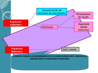 Factores externos Concentración de factores de crecimiento Estímulos  Permanencia de tejido Apoptosis desde linfocitos  Factores internos Daño Celular  Activando el ligando de fosfatidilserina en la membrana celular (daño: oxidación por radicales libres y acortamiento de telómeros) 
