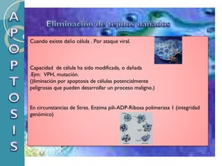 Cuando existe daño célula . Por ataque viral. Capacidad  de célula ha sido modificada, o dañada .Ejm:  VPH, mutación.  ()liminación por apoptosis de células potencialmente  peligrosas que pueden desarrollar un proceso maligno.) En circunstancias de Stres. Enzima pili-ADP-Ribosa polimerasa 1 (integridad genómico) 