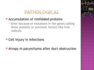  Accumulation of misfolded proteins
 Arise because of mutations in the genes coding
these proteins or extrensic factors like free
radicals
 Cell injury in infections
 Atropy in parynchyma after duct obstruction
 