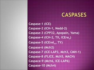 Caspase-1 (ICE)
Caspase-2 (ICH-1, Nedd-2)
Caspase-3 (CPP32, Apopain, Yama)
Caspase-4 (ICH-2, TX, ICEreıı)
Caspase-5 (ICErelııı, TY)
Caspase-6 (Mch2)
Caspase-7 (ICE-LAP3, Mch3, CMH-1)
Caspase-8 (FLICE, Mch5, MACH)
Caspace-9 (Mch6, ICE-LAP6)
Caspase-10 (Mch4)
 