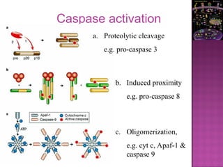 Caspase activation
a. Proteolytic cleavage
e.g. pro-caspase 3
b. Induced proximity
e.g. pro-caspase 8
c. Oligomerization,
e.g. cyt c, Apaf-1 &
caspase 9
 