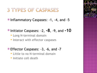  Inflammatory Caspases: -1, -4, and -5
 Initiator Caspases: -2, -8, -9, and -10
 Long N-terminal domain
 Interact with effector caspases
 Effector Caspases: -3, -6, and -7
 Little to no N-terminal domain
 Initiate cell death
 