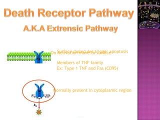 Surface molecules trigger apoptosis
Members of TNF family
Ex: Type 1 TNF and Fas (CD95)
Normally present in cytoplasmic region
On Activation move to surface
 