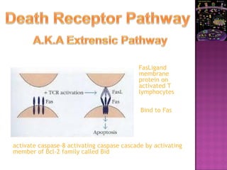 FasLigand
membrane
protein on
activated T
lymphocytes
activate caspase-8 activating caspase cascade by activating
member of Bcl-2 family called Bid
Bind to Fas
 