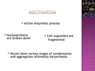  Active enzymatic process
 Nucleoproteins
are broken down
 Cell organelles are
fragmented
 Nuclei show various stages of condensation
and aggregation ultimately karyorrhexis.
 