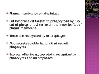  Plasma membrane remains intact
 But become avid targets to phagocytosis by flip
out of phosphotidyl serine on the inner leaflet of
plasma membrane
 These are recognised by macrophages
 Also secrete soluble factors that recruit
phagocytes
 Express adhesive glycoproteins recognised by
phagocytes and macrophages
 