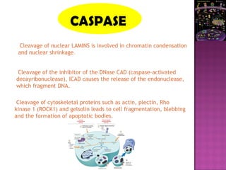 CASPASE
.
Cleavage of nuclear LAMINS is involved in chromatin condensation
and nuclear shrinkage.
Cleavage of the inhibitor of the DNase CAD (caspase-activated
deoxyribonuclease), ICAD causes the release of the endonuclease,
which fragment DNA.
Cleavage of cytoskeletal proteins such as actin, plectin, Rho
kinase 1 (ROCK1) and gelsolin leads to cell fragmentation, blebbing
and the formation of apoptotic bodies.
 