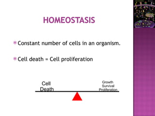  Constant number of cells in an organism.
 Cell death = Cell proliferation
Cell
Death
Growth
Survival
Proliferation
 