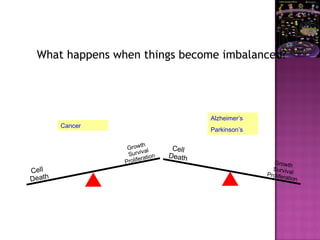 What happens when things become imbalanced?
Cell
Death
Growth
Survival
Proliferation
Cell
Death
Growth
Survival
Proliferation
Alzheimer’s
Parkinson’s
Cancer
 
