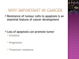  Resistance of tumour cells to apoptosis is an
essential feature of cancer development
 Loss of apoptosis can promote tumor
 Initiation
 Progression
 Treatment resistence
 