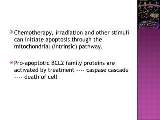  Chemotherapy, irradiation and other stimuli
can initiate apoptosis through the
mitochondrial (intrinsic) pathway.
 Pro-apoptotic BCL2 family proteins are
activated by treatment ---- caspase cascade
---- death of cell
 