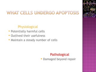 Physiological
 Potentially harmful cells
 Outlived their usefulness
 Maintain a steady number of cells
Pathological
 Damaged beyond repair
 