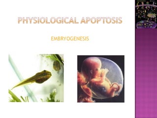 EMBRYOGENESIS
 