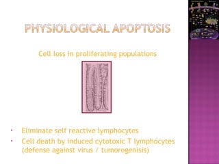 Cell loss in proliferating populations
• Eliminate self reactive lymphocytes
• Cell death by induced cytotoxic T lymphocytes
(defense against virus / tumorogenisis)
 
