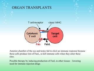 Anterior chamber of the eye and testes fail to elicit an immune response because
these cells produce lots of FasL, so kill immune cells when they enter these
sites.
Possible therapy by inducing production of FasL in other tissues – lowering
need for immune rejection drugs
ORGAN TRANSPLANTS
 