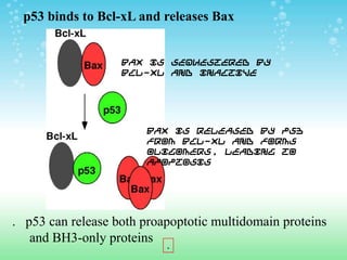 p53 binds to Bcl-xL and releases Bax
.
Bax is sequestered by
Bcl-xL and inactive
Bax is released by p53
from Bcl-xL and forms
oligomers, leading to
apoptosis
. p53 can release both proapoptotic multidomain proteins
and BH3-only proteins
 