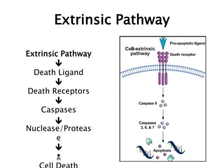 Extrinsic Pathway
Extrinsic Pathway

Death Ligand

Death Receptors

Caspases
Nuclease/Proteas
e

N

 