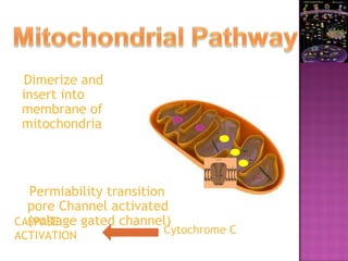 Dimerize and
insert into
membrane of
mitochondria
Permiability transition
pore Channel activated
(voltage gated channel)
Cytochrome C
CASPASE
ACTIVATION
 