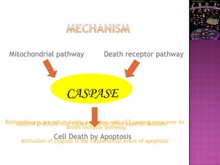 CASPASE
Mitochondrial pathway Death receptor pathway
Both pathways are not mutually exclusive with p53 causing cross over to
death receptor pathway.
Cystene protease that cleave proteins after aspartic residues
Cell Death by Apoptosis
Activation of caspase is the fundamental event of apoptosis
 