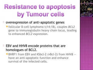  overexpression of anti-apoptotic genes
 follicular B-cell lymphoma t(14;18), couples BCL2
gene to immunoglobulin heavy chain locus, leading
to enhanced BCL2 expression.
 EBV and HHV8 encode proteins that are
homologues of BCL2.
 BHRF1 from EBV and KSbcl-2 (vBcl-2) from HHV8 —
have an anti-apoptotic function and enhance
survival of the infected cells.
 