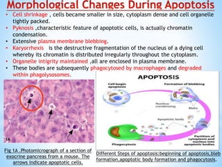 Apoptosis | PPTX